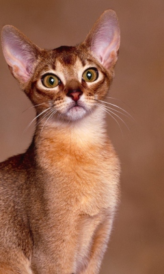 Screenshot №1 pro téma Oriental Shorthair Cat 240x400