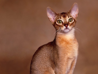 Обои Oriental Shorthair Cat 320x240