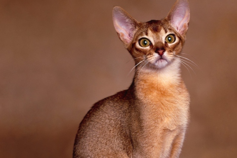 Sfondi Oriental Shorthair Cat 480x320