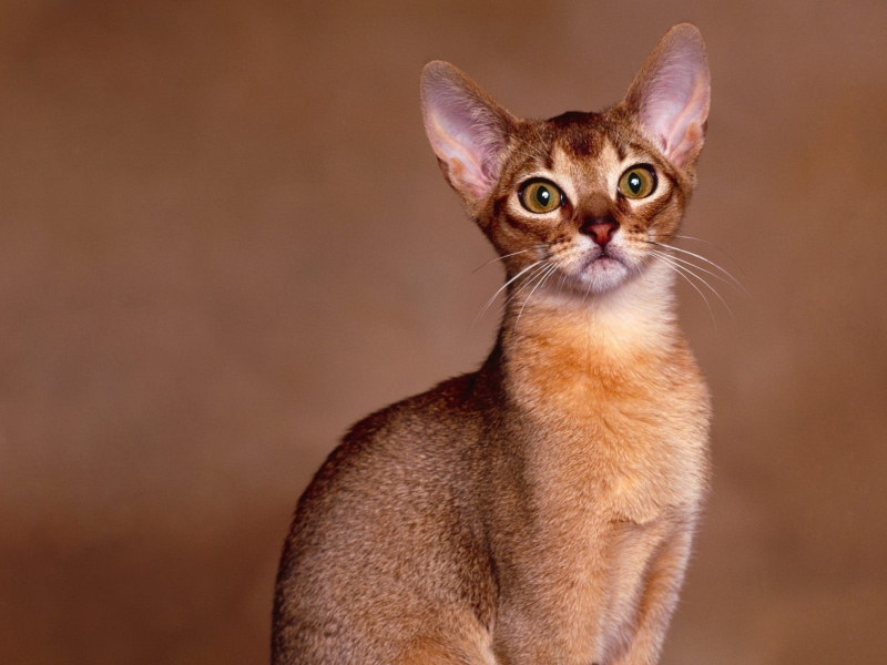 Oriental Shorthair Cat screenshot #1 800x600
