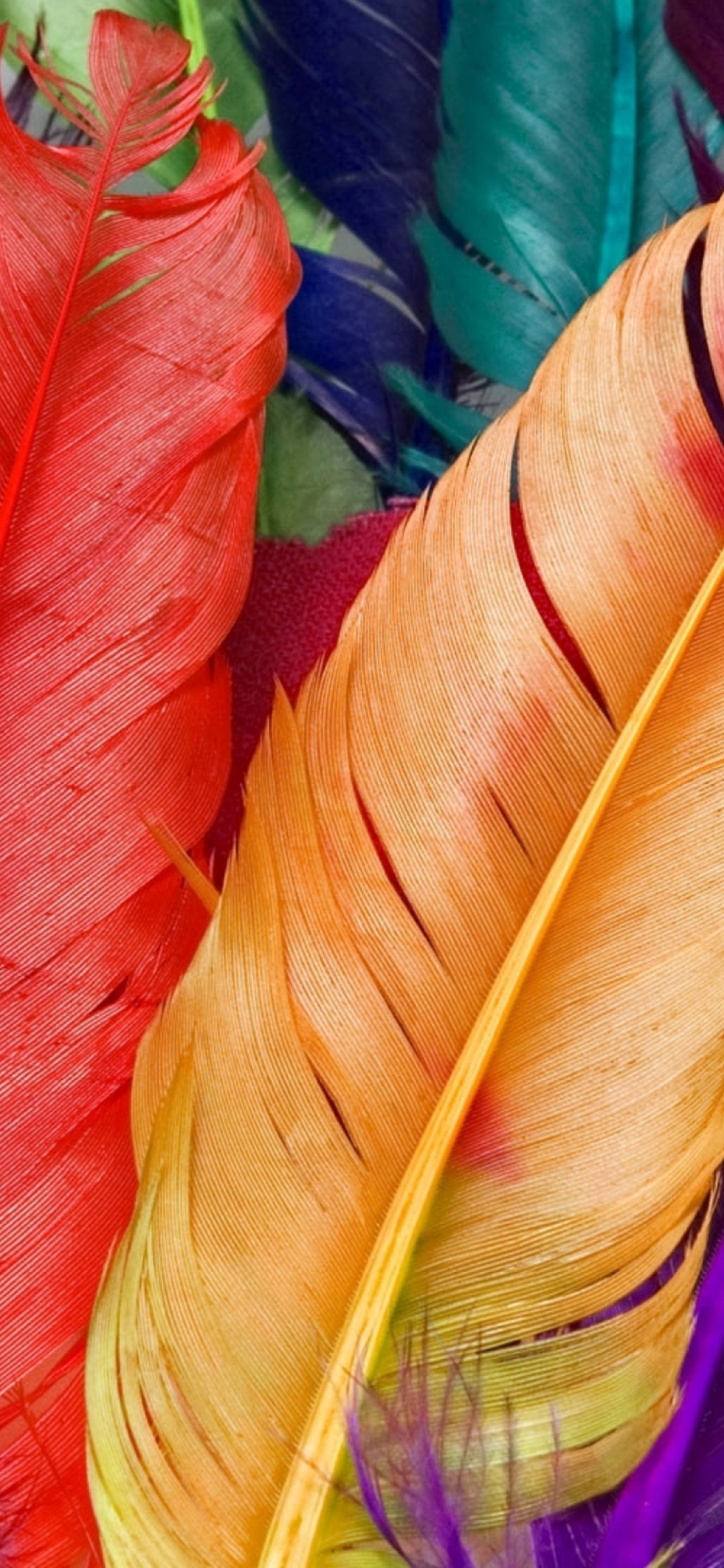 Sfondi Colored Feathers 1170x2532