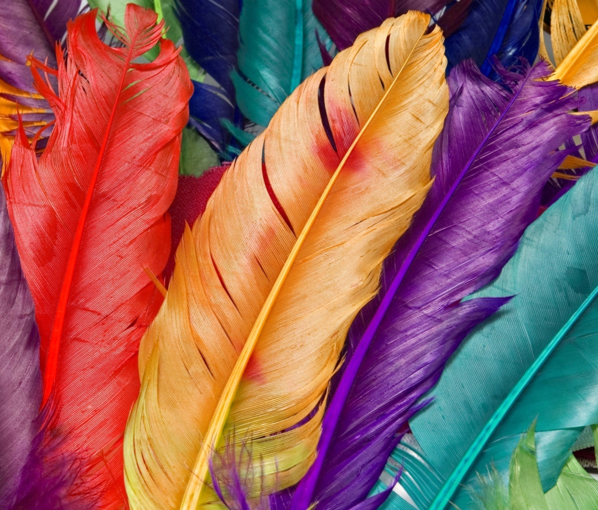 Fondo de pantalla Colored Feathers 1200x1024