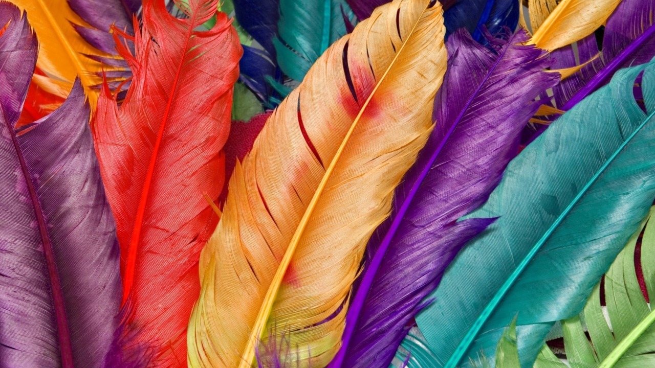 Обои Colored Feathers 1280x720