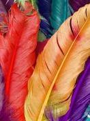 Das Colored Feathers Wallpaper 132x176