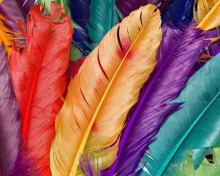 Fondo de pantalla Colored Feathers 220x176