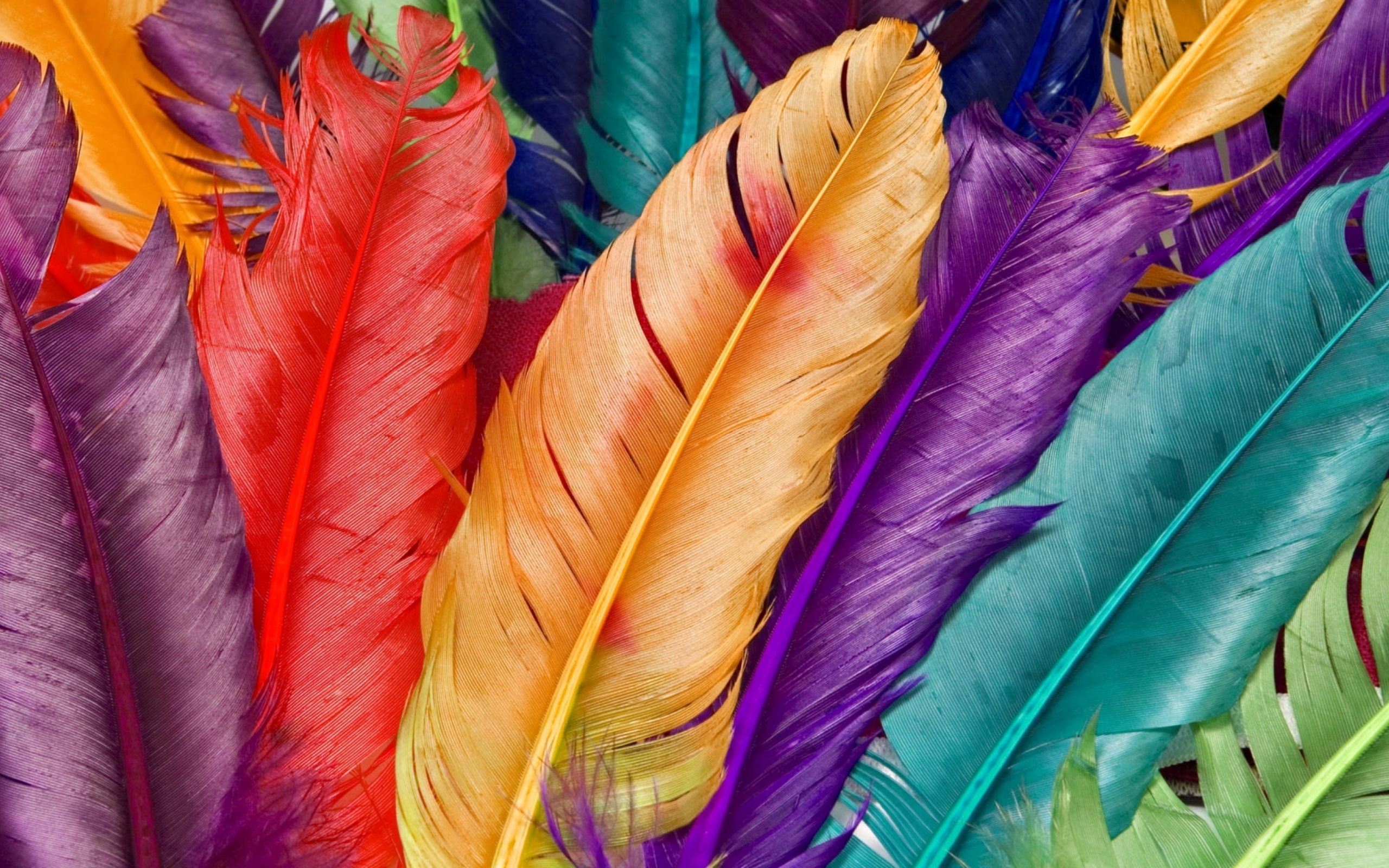 Sfondi Colored Feathers 2560x1600