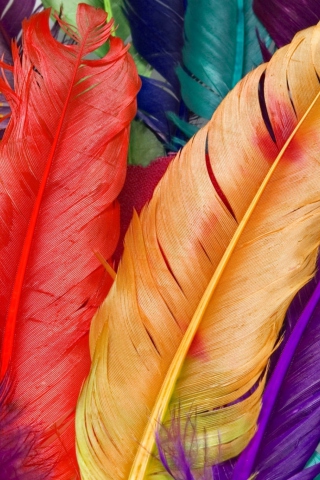 Sfondi Colored Feathers 320x480