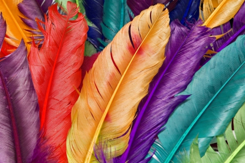 Fondo de pantalla Colored Feathers 480x320