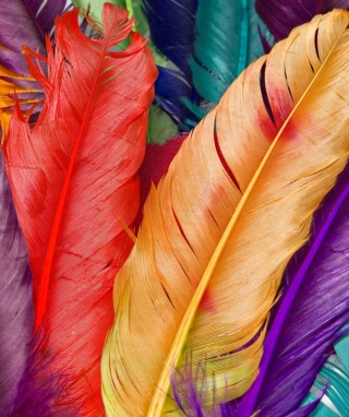 Kostenloses Colored Feathers Wallpaper für 240x320