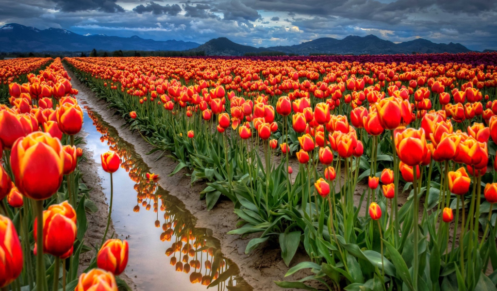 Screenshot №1 pro téma Orange Tulips Field 1024x600