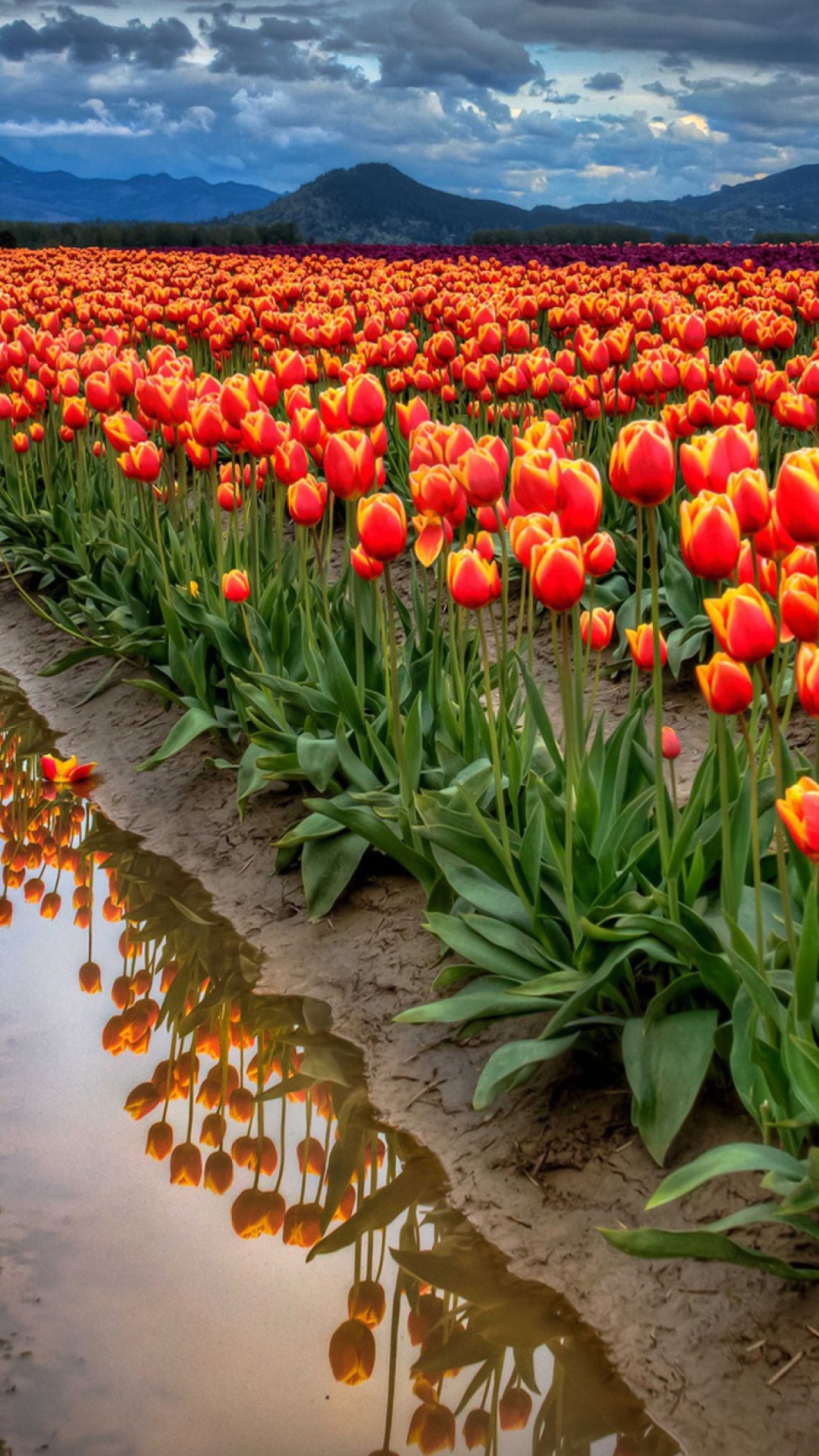 Sfondi Orange Tulips Field 1080x1920