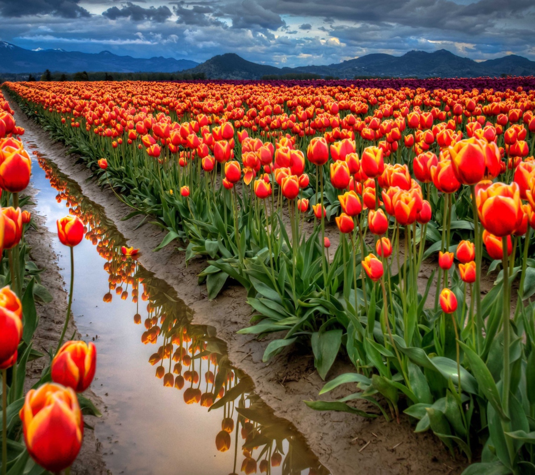 Orange Tulips Field wallpaper 1080x960