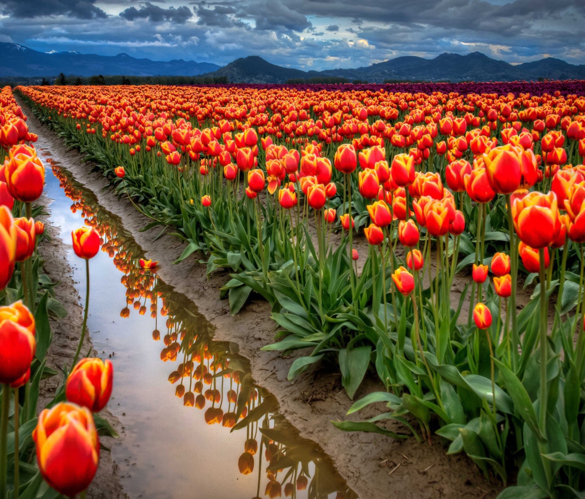 Fondo de pantalla Orange Tulips Field 1200x1024