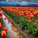 Fondo de pantalla Orange Tulips Field 128x128