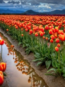 Fondo de pantalla Orange Tulips Field 132x176