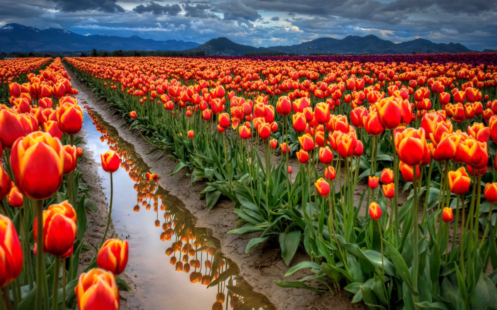 Обои Orange Tulips Field 1680x1050