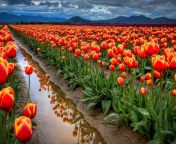 Fondo de pantalla Orange Tulips Field 176x144
