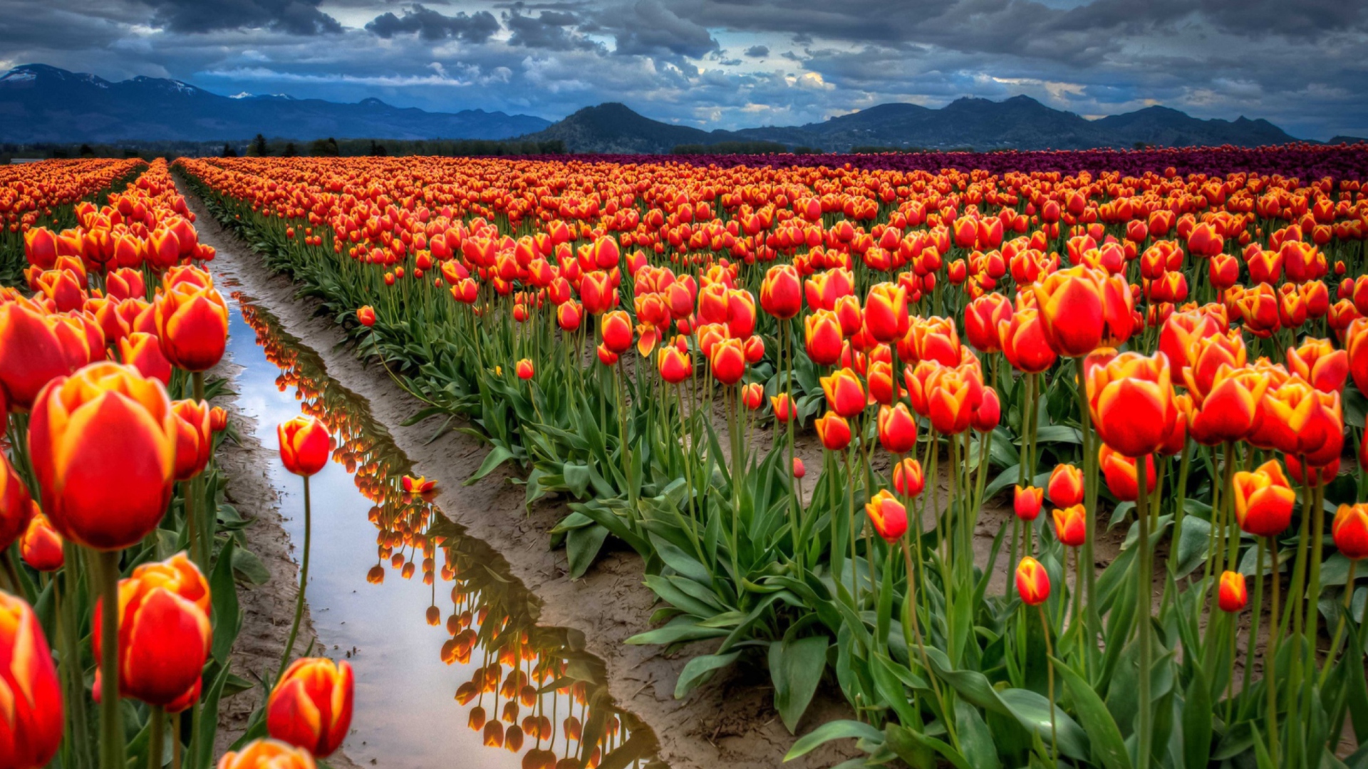 Fondo de pantalla Orange Tulips Field 1920x1080