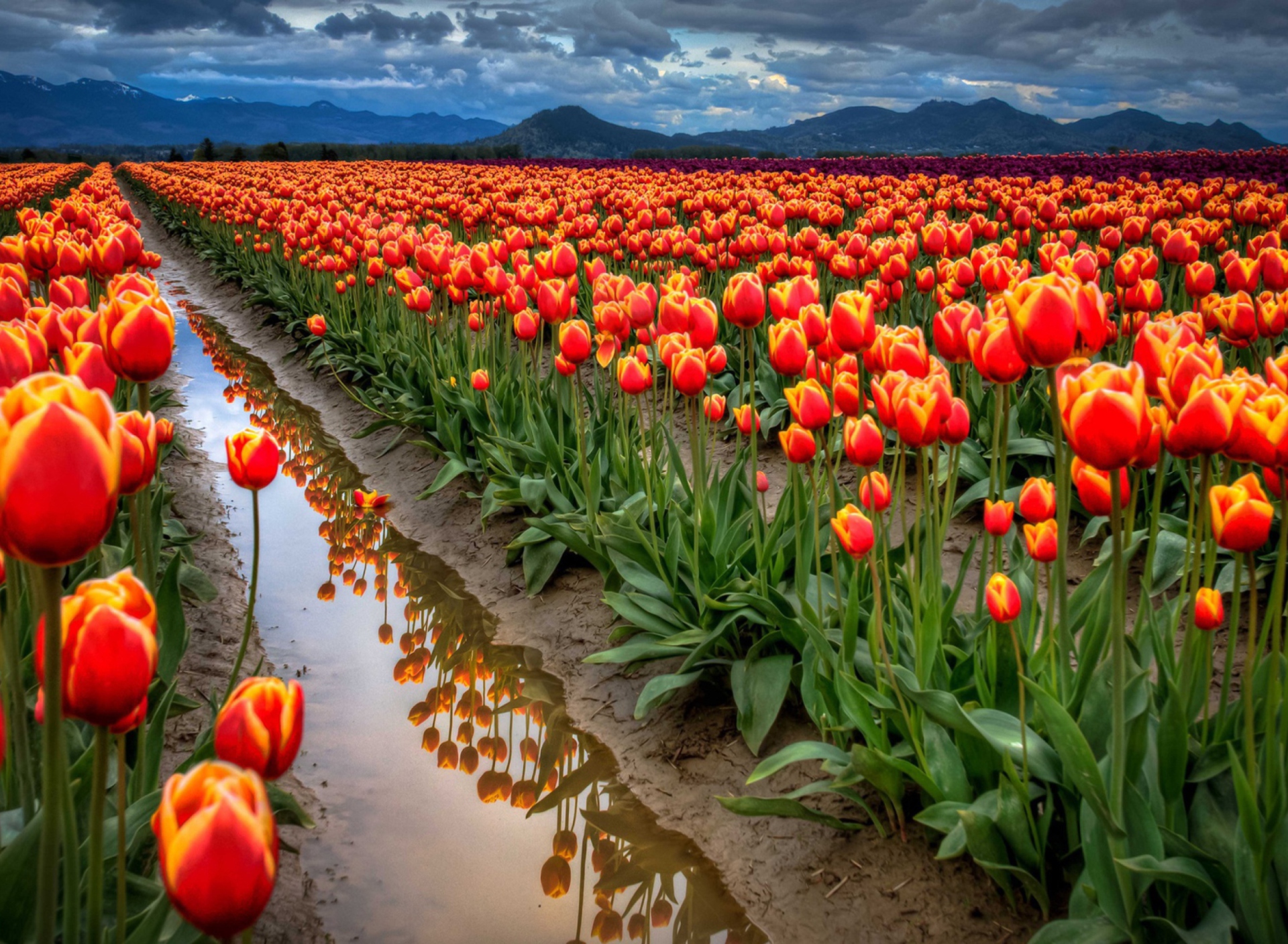 Fondo de pantalla Orange Tulips Field 1920x1408