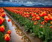 Обои Orange Tulips Field 220x176