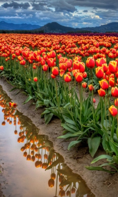 Fondo de pantalla Orange Tulips Field 240x400