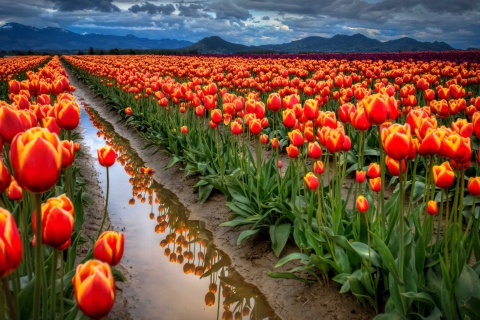 Das Orange Tulips Field Wallpaper 480x320