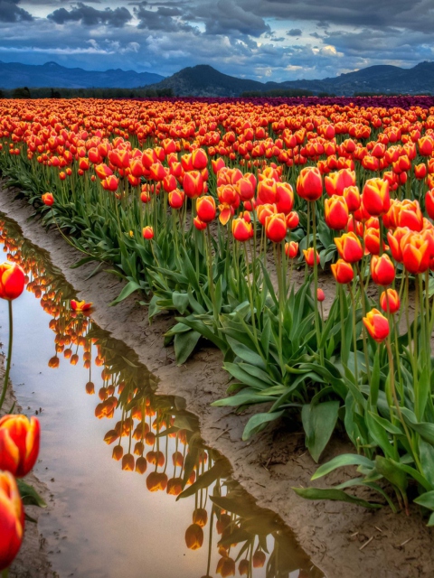 Sfondi Orange Tulips Field 480x640