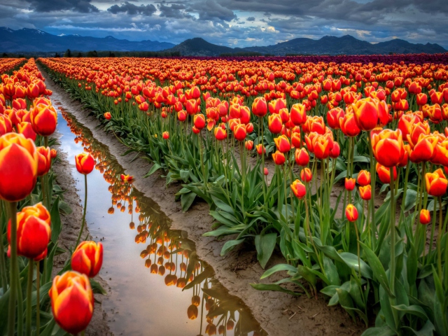 Обои Orange Tulips Field 640x480