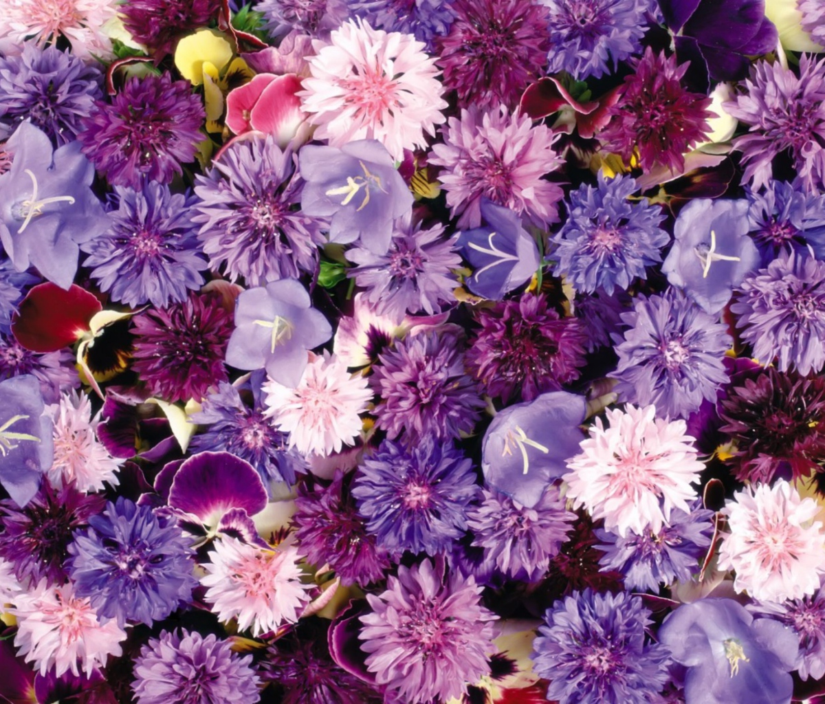 Sfondi Floral Carpet 1200x1024