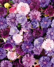 Fondo de pantalla Floral Carpet 176x220