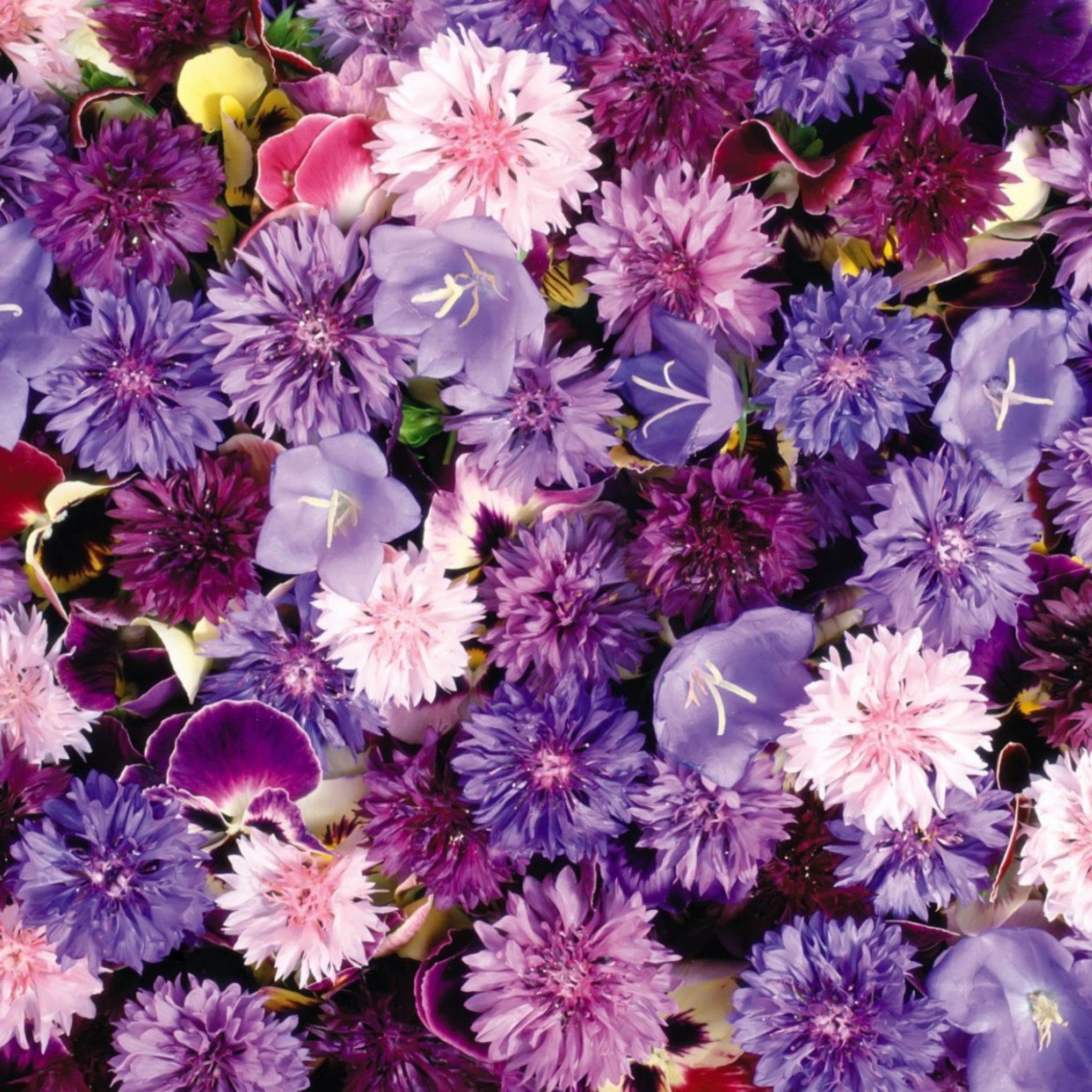 Floral Carpet wallpaper 2048x2048