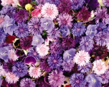Fondo de pantalla Floral Carpet 220x176