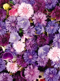 Sfondi Floral Carpet 240x320