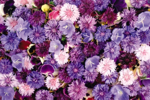 Screenshot №1 pro téma Floral Carpet 480x320