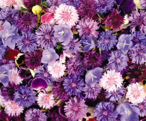 Sfondi Floral Carpet 480x400