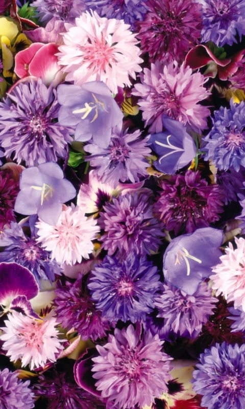 Das Floral Carpet Wallpaper 480x800