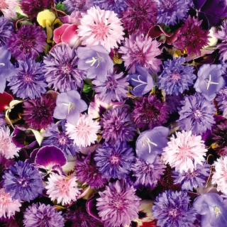 Floral Carpet sfondi gratuiti per 208x208