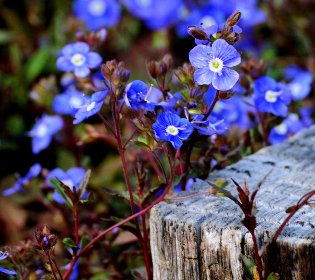 Fondo de pantalla Little Blue Flowers 1080x960