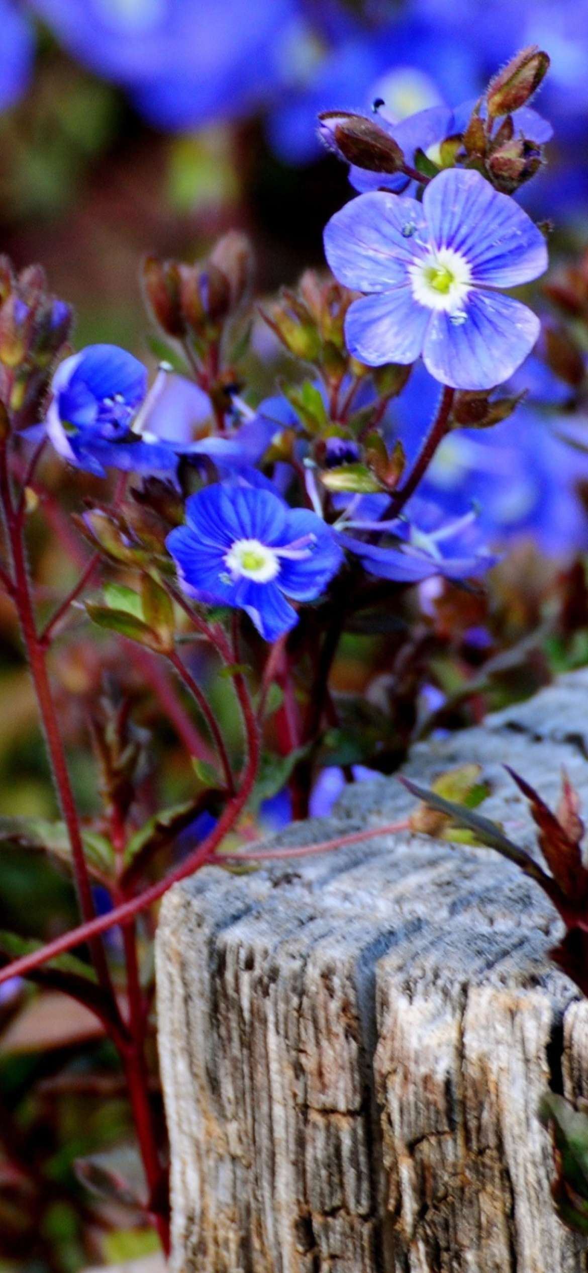 Sfondi Little Blue Flowers 1170x2532