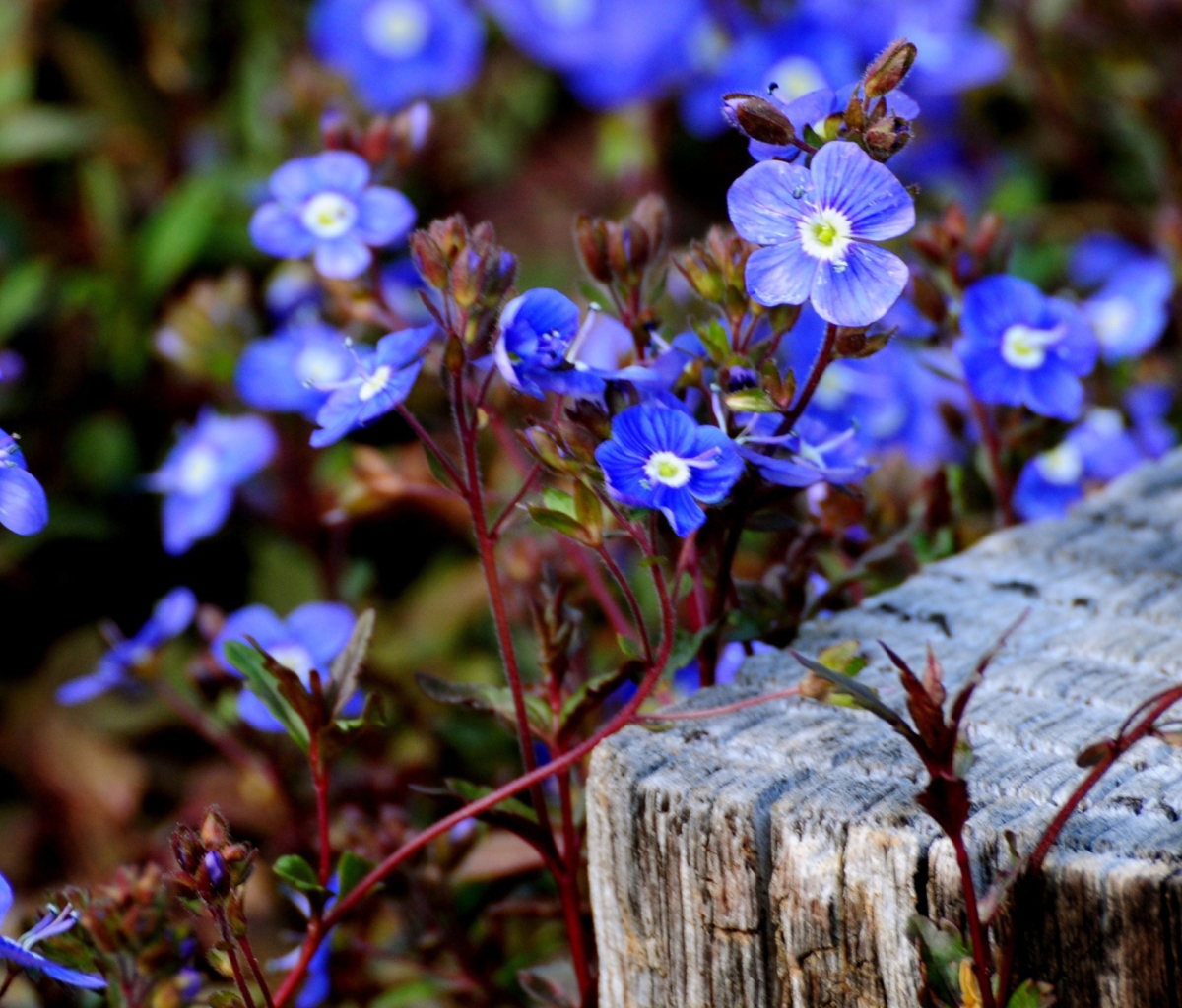 Fondo de pantalla Little Blue Flowers 1200x1024
