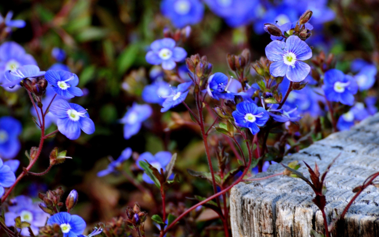 Das Little Blue Flowers Wallpaper 1280x800