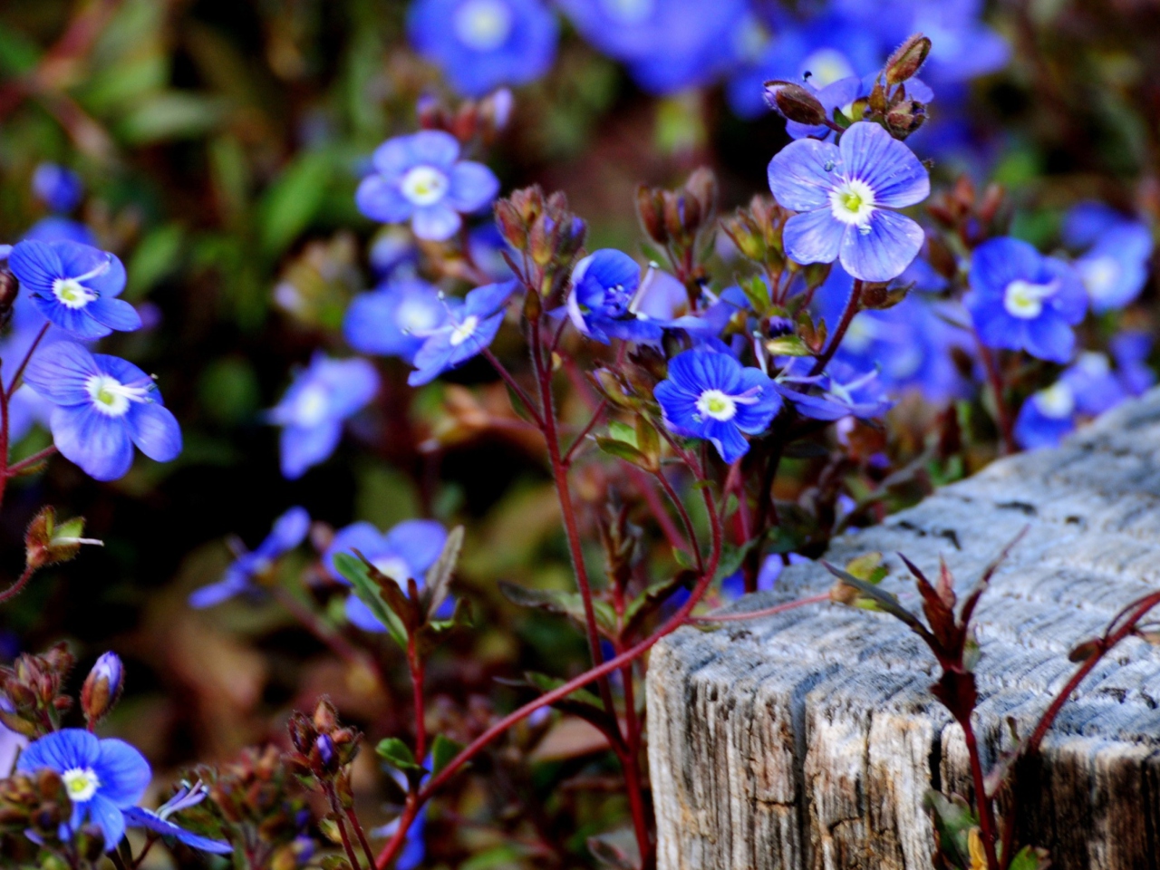 Screenshot №1 pro téma Little Blue Flowers 1280x960