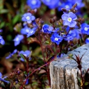 Fondo de pantalla Little Blue Flowers 128x128