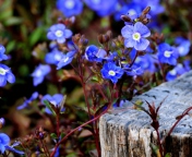 Little Blue Flowers wallpaper 176x144