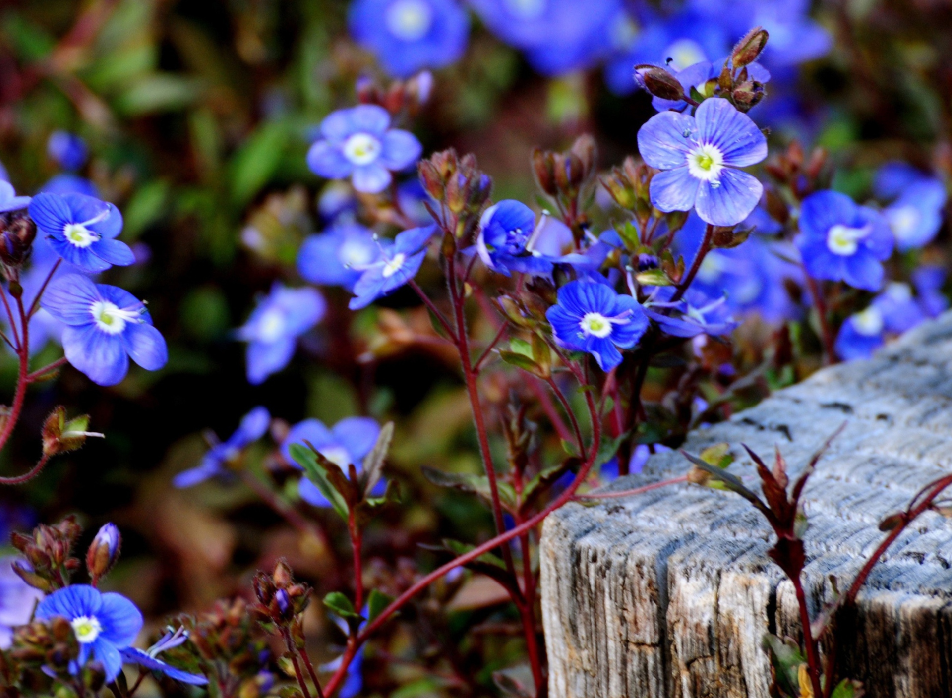 Обои Little Blue Flowers 1920x1408