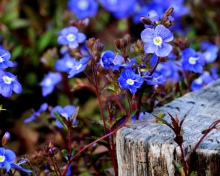 Das Little Blue Flowers Wallpaper 220x176