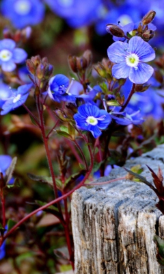 Das Little Blue Flowers Wallpaper 240x400