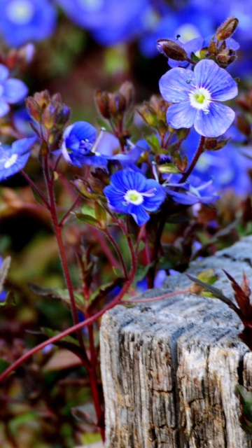 Обои Little Blue Flowers 360x640