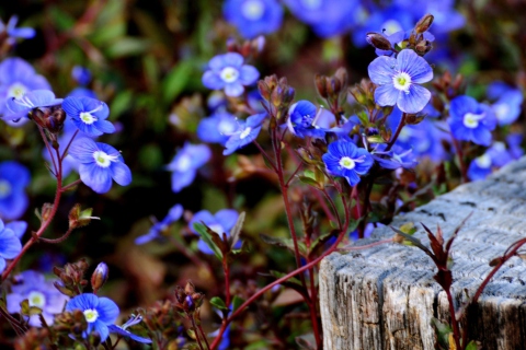 Little Blue Flowers wallpaper 480x320