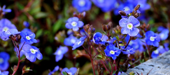 Sfondi Little Blue Flowers 720x320